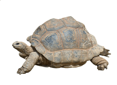 kilpikonna - besplatni png
