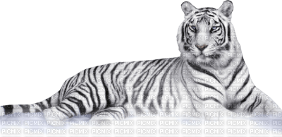 White Tiger - gratis png