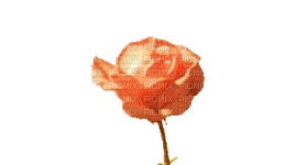rose gif - GIF animé gratuit