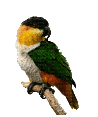 Parrot birds bp - Kostenlose animierte GIFs
