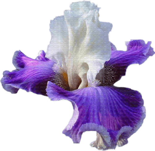Iris.Flower.Fleur.purple.Victoriabea - png grátis