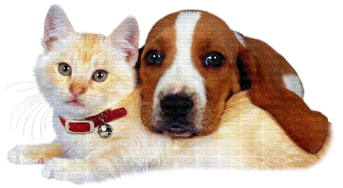 loly33 chien chat - безплатен png