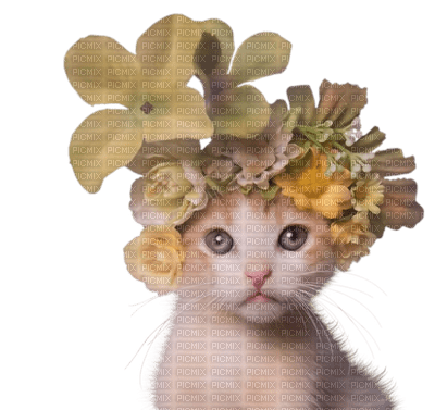 Kaz_Creations Cats Cat Kittens Kitten Flowers - png ฟรี
