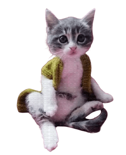 cat,chat, chatte - 無料png