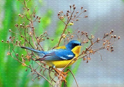 Kaz_Creations Backgrounds Background Bird - ilmainen png