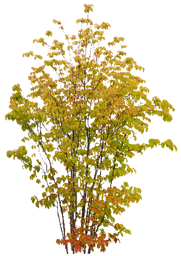 Árbol de Otoño, ramas , otoño - GIF animado gratis - PicMix