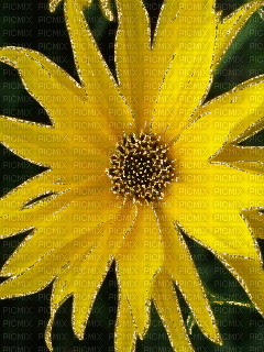 fleur jaune - Gratis animeret GIF