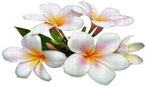 Plumeria - Безплатен анимиран GIF