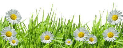 Kaz_Creations Deco Grass Flowers Garden - Free PNG