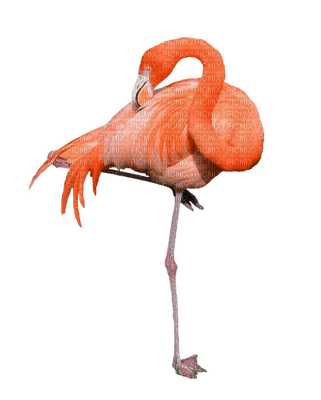 Kaz_Creations Flamingos Birds Bird - безплатен png
