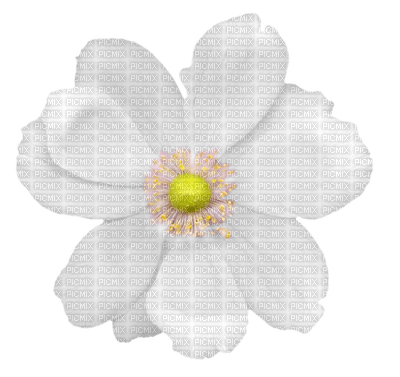white-flower-minou52 - nemokama png