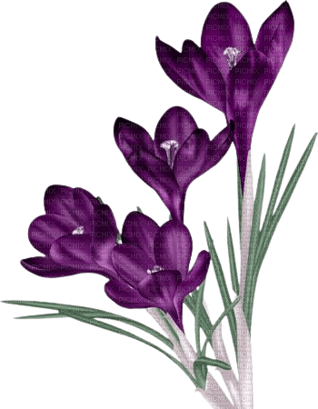 violets - zadarmo png