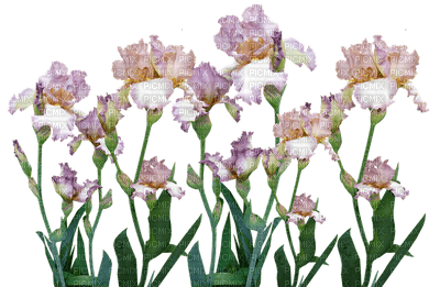 kukka fleur flower - бесплатно png