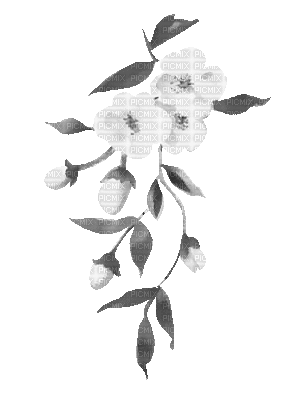 soave deco animated branch spring flowers black - Бесплатный анимированный гифка