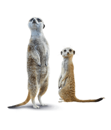 meerkat erdmännchen animal suricate - png gratis
