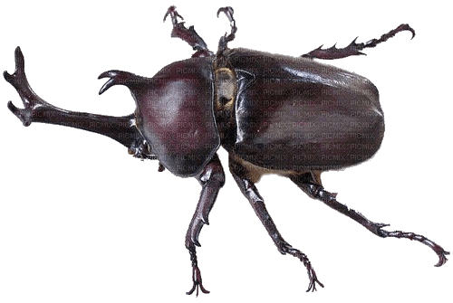 beetle - nemokama png