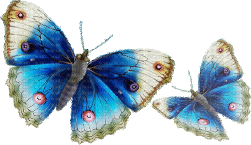 mariposa  dubravka4 - Gratis animeret GIF