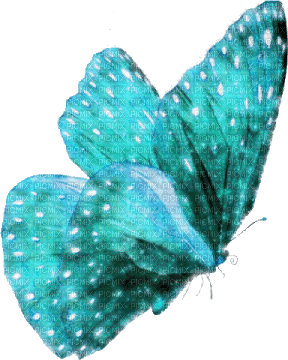 turquoise butterfly - GIF animado gratis
