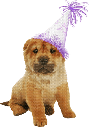 kikkapink deco scrap birthday dog - PNG gratuit