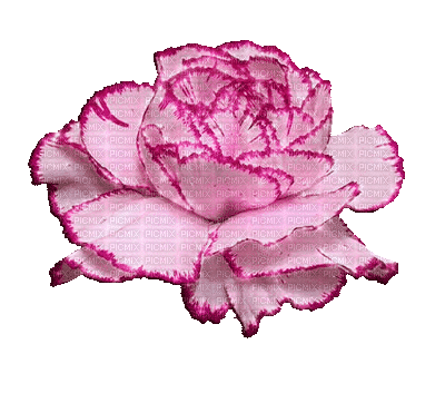 fleur rose.Cheyenne63 - Безплатен анимиран GIF