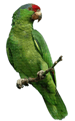 papagei milla1959 - png grátis