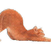 Cat - Ingyenes animált GIF