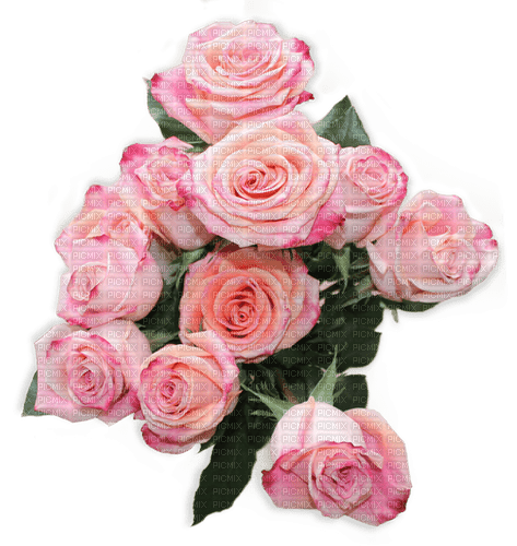 Roses - zdarma png