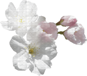 blanca flor - bezmaksas png