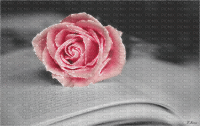 ani-bg-grå-bok-blommor-rosa-ros - Безплатен анимиран GIF