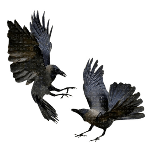 Raven - gratis png