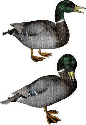 Kaz_Creations Duck - ilmainen png