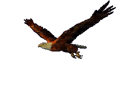 soaring eagle - Zdarma animovaný GIF