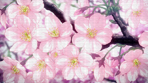 pink flowers  with falling petals - 無料のアニメーション GIF