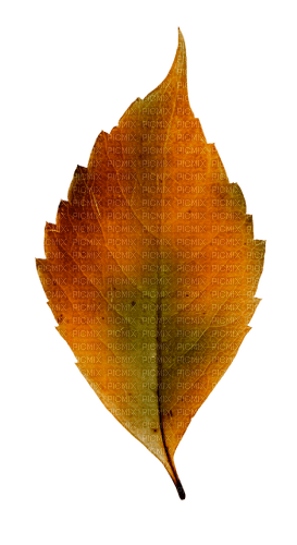 Autumn deco leaf kikkapink - kostenlos png