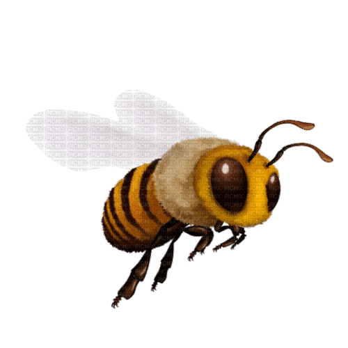 Bee! - Besplatni animirani GIF