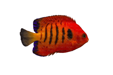 Морская рыба - darmowe png