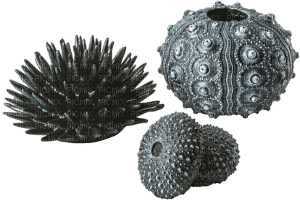 sea urchin - png grátis