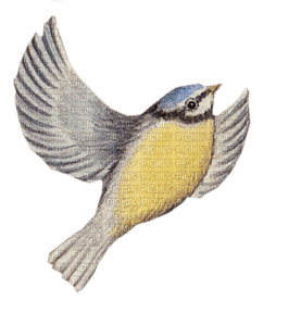 birds katrin - Free PNG
