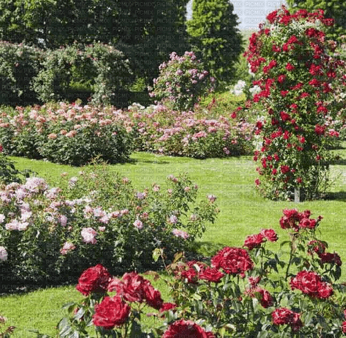 Rena Flower Garden Garten Hintergrund - фрее пнг