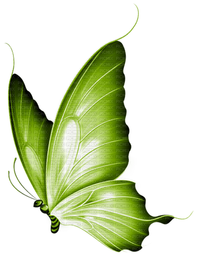 butterfly - gratis png