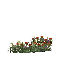 lum hoa - Nemokamas animacinis gif