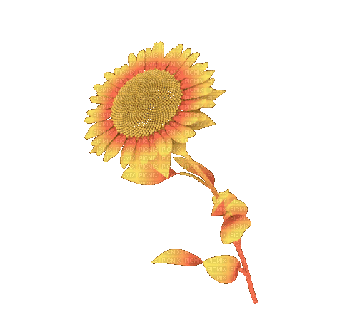 цветы - Kostenlose animierte GIFs