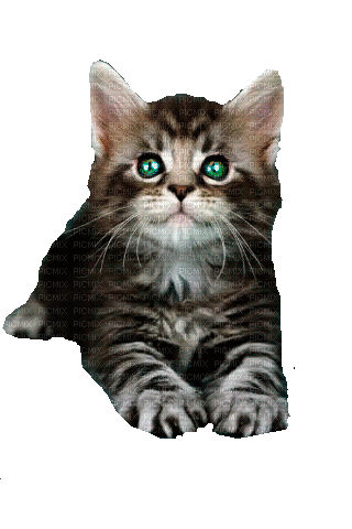 kitty - GIF animado grátis