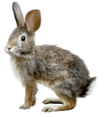 Kaz_Creations Animals Rabbit Hare - darmowe png