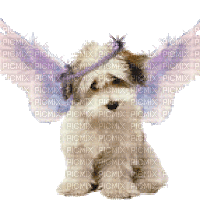 Angel bp - Bezmaksas animēts GIF