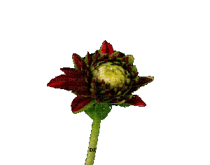 цветок георгин - Gratis animerad GIF