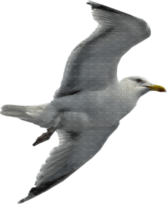 Mouette.S - 無料png