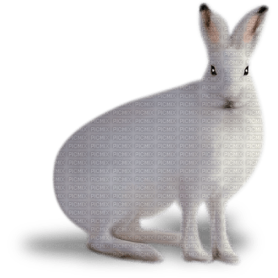 Kaz_Creations Animals Rabbit Hare - kostenlos png