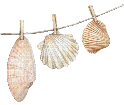 shellfish deco - Nemokamas animacinis gif