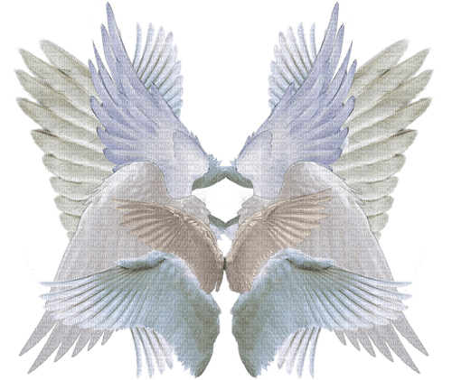 many wings - png gratuito